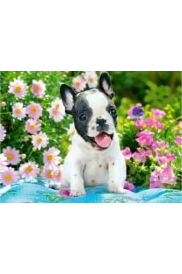 Puzzle 70 el. French Bulldog Puppy Castorland