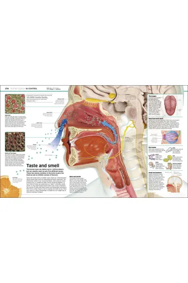 Knowledge Encyclopedia. The World as You`ve Never Seen it Before wer. angielska