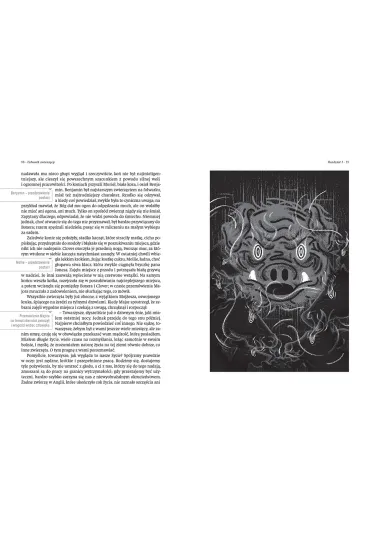 Folwark zwierz�cy. Lektura z opracowaniem - George Orwell