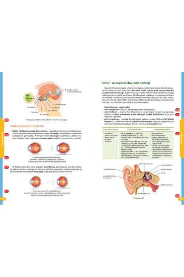 Nowe Repetytorium. Biologia. Szko�a podstawowa - Anna Mucha