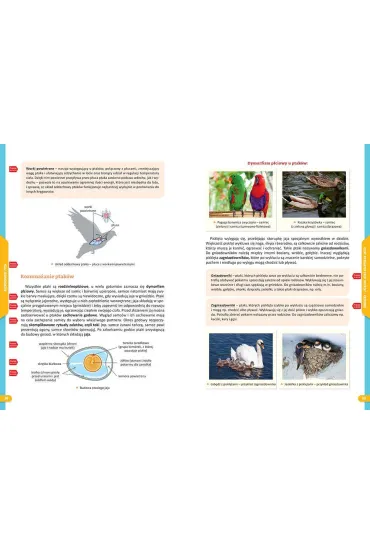 Nowe Repetytorium. Biologia. Szko�a podstawowa - Anna Mucha