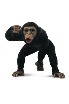 Szympans samiec