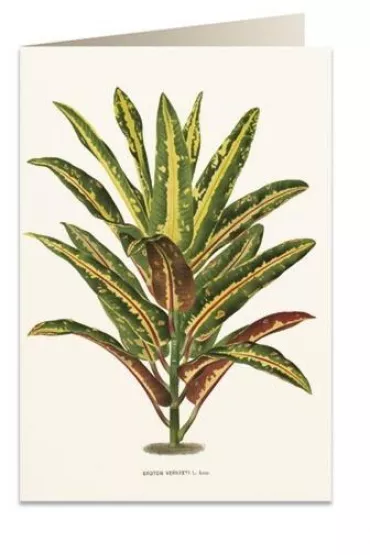 Tassotti Karnet B6 + koperta 6063 Dracena Croton