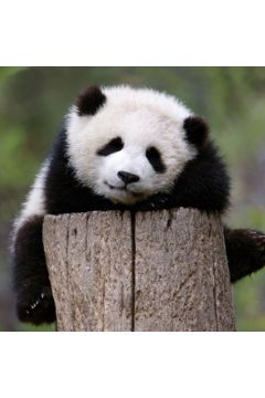Karnet kwadrat z kopert Giant Panda Baby