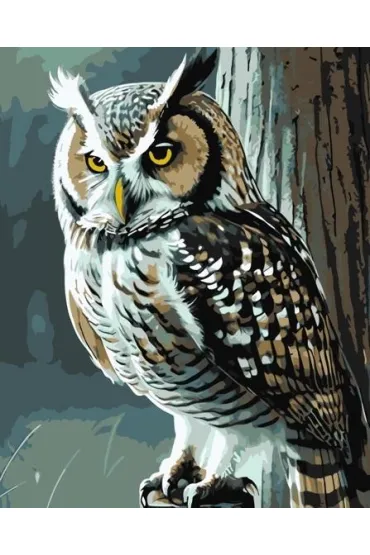 Qbee Malowanie po numerach - M�dra sowa 40x50cm