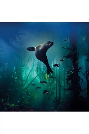 Museums & Galleries Karnet kwadrat z kopert� Galapagos Sea Lion