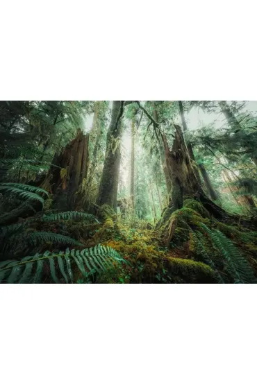 Puzzle 1000 el. Lasy Ravensburger