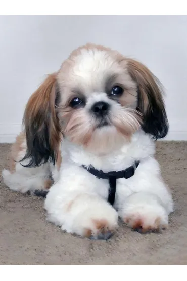 Mozaika diamentowa 5D - Shih Tzu 40x30cm