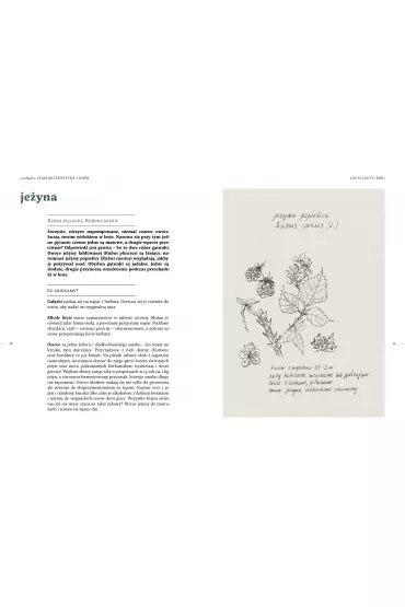 Lene gotowanie. Chwasty od kuchni - Piotr  Ciemny