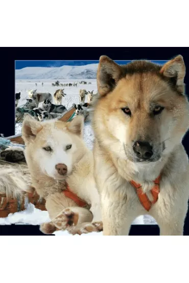Worth Keeping Magnes 3D Husky