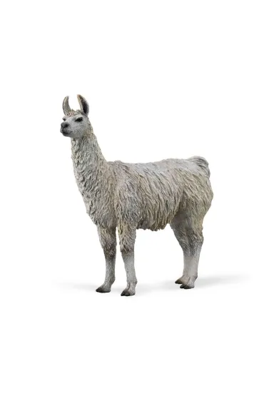 Lama