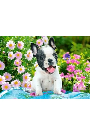 Puzzle 500 el. French Bulldog Puppy Castorland