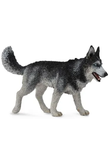 Pies Rasy Siberian Husky