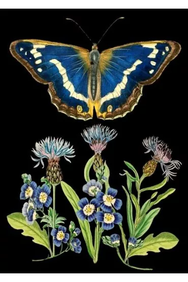 Madame Treacle Karnet B6 z kopert� Niebieski motyl