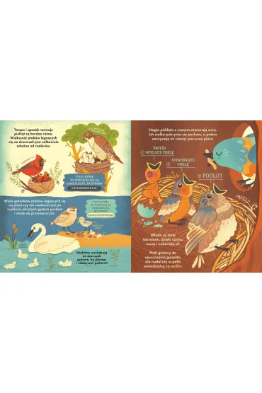 Co si� kryje w gnie�dzie? Fascynuj�ce ciekawostki o ptakach - Rachel  Ignotofsky