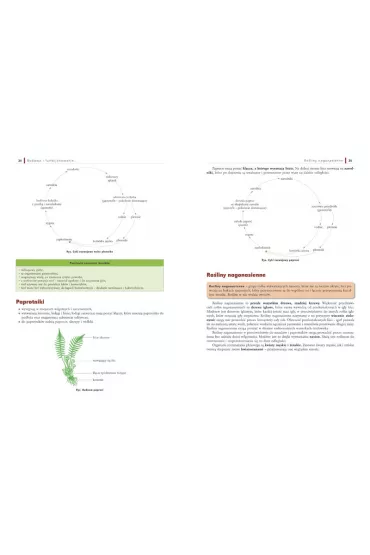 Repetytorium gimnazjalisty - biologia + tablice - Anna Mucha