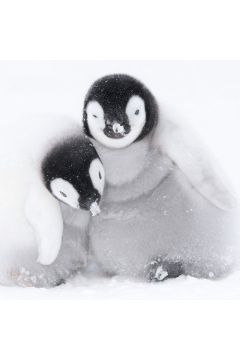 Karnet kwadrat z kopert A pair of Emperor Penguin