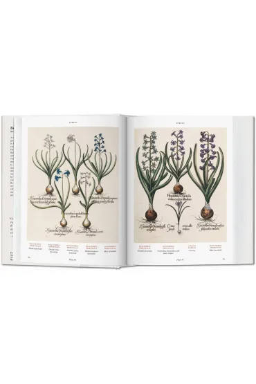 Basilius Besler. Florilegium. The Book of Plants wer. angielska - Walter  Klaus Littger