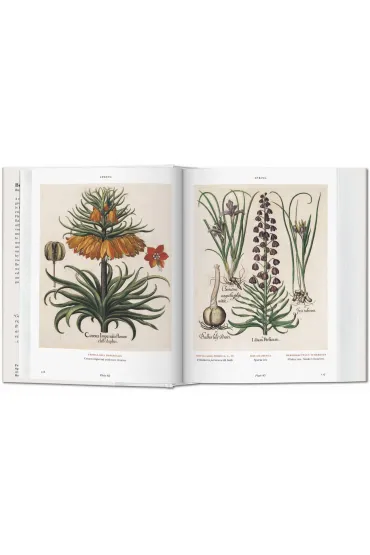 Basilius Besler. Florilegium. The Book of Plants wer. angielska - Walter  Klaus Littger