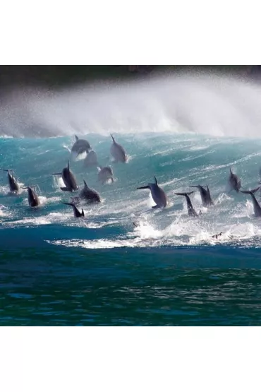 Museums & Galleries Karnet kwadrat z kopert� Surfing Bottlenose Doplhi