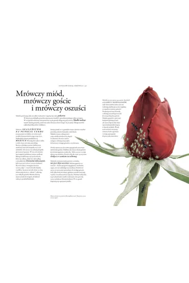 Niezwyk�a ksi�ga owad�w - Bart  Rossel, Medy Oberendorff