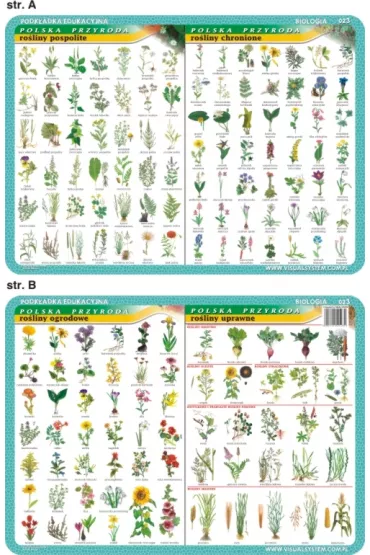 Visual System Podk�adka edukacyjna. Ro�liny pospolite, chronione