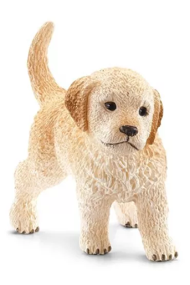 Golden Retriever szczeni�