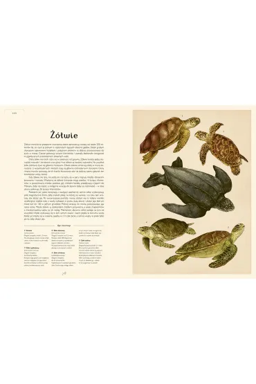 Oceanarium. Muzeum Oceanu - Loveday Trinick