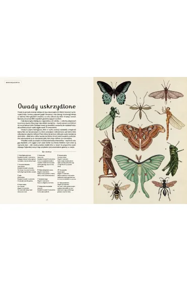 Animalium. Muzeum Zwierz�t - Jenny Broom, Katie Scott