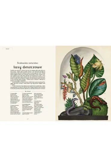 Animalium. Muzeum Zwierz�t - Jenny Broom, Katie Scott