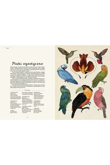 Animalium. Muzeum Zwierz�t - Jenny Broom, Katie Scott