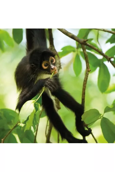 Museums & Galleries Karnet kwadrat z kopert� Spider Monkey