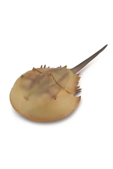 Skrzyp�ocz