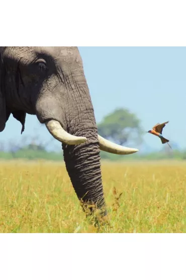 Museums & Galleries Karnet kwadrat z kopert� African Bull Elephant