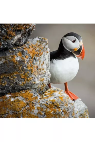 Museums & Galleries Karnet kwadrat z kopert�. BBC Earth. Puffin