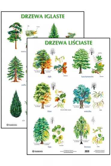 Plansza. Drzewa li�ciaste / Drzewa iglaste - Plansza-drzewa
