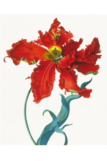 Museums & Galleries Karnet z kopert� Parrot Tulip 17 x 24 cm