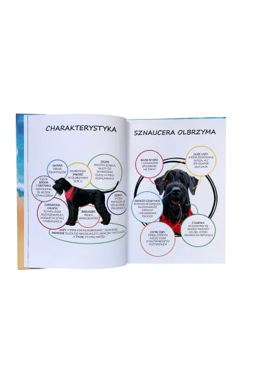 Sznaucer Bingo na tropie psig�d - Ma�gorzata  Wo�oszyn-Chrz�szcz