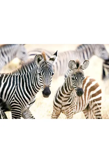 Puzzle 1000 el. Young Zebras Castorland