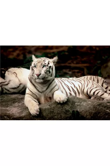 Puzzle 1500 el. Bengalski tygrys 26075 Trefl