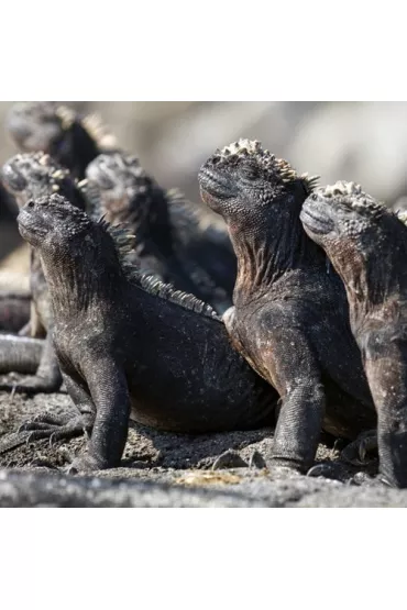 Museums & Galleries Karnet kwadrat z kopert� Marine Iguanas