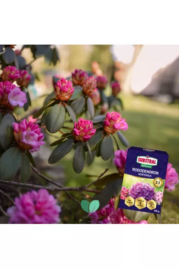 Substral Nawz Rododendron do rolin kwanolubnych 300 g