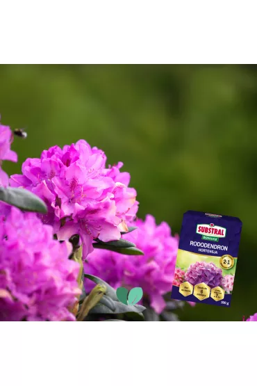 Substral Nawz Rododendron do rolin kwanolubnych 300 g