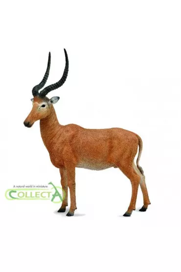Collecta. Hirola