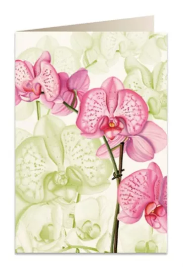 Tassotti Karnet B6 + koperta 5722 R�owa orchidea