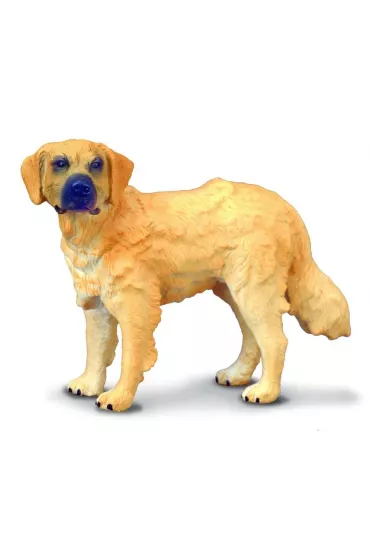 Pies golden retriever