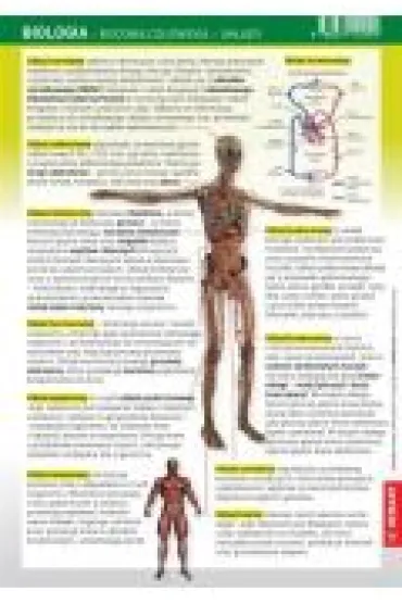 Demart �ci�gawka Biologia - Budowa Cz�owieka - Uk�ady