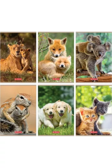 Herlitz Zeszyt A5 Animals dwie linie 32 kartki 10 szt.