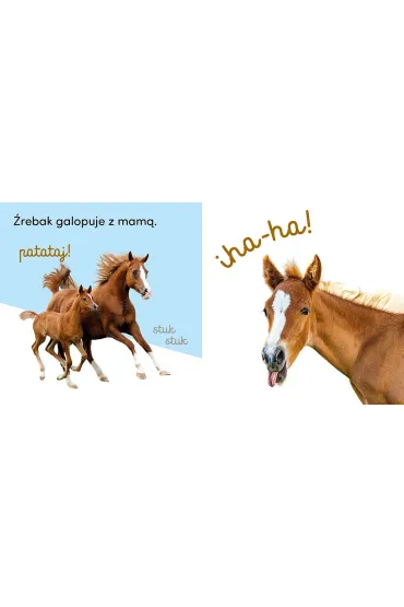 Powiedz hau!