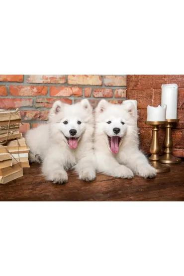 Puzzle 1000 el. Samoyed Puppies Say Hello Castorland
